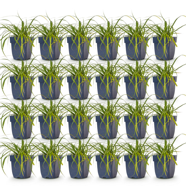 24x Carex oshimensis Evergreen Japanese sedge in 11cm pots - view 2