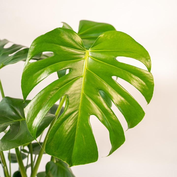 Monstera Deliciosa + Pot Mayk Gold - ↨80cm - Ø21cm