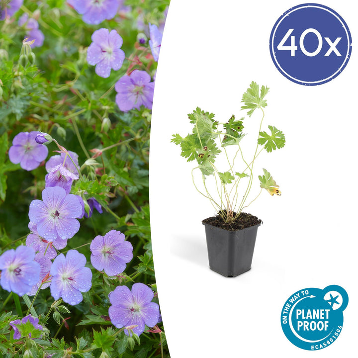 Geranium Rozanne Plants - Long Blooming Perennial Groundcover