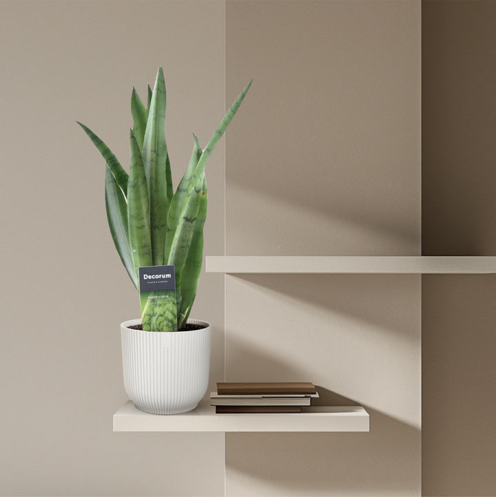Green Sansevieria Snake Plant in a decorative pot, ideal for low maintenance and air purification, by Everspring
