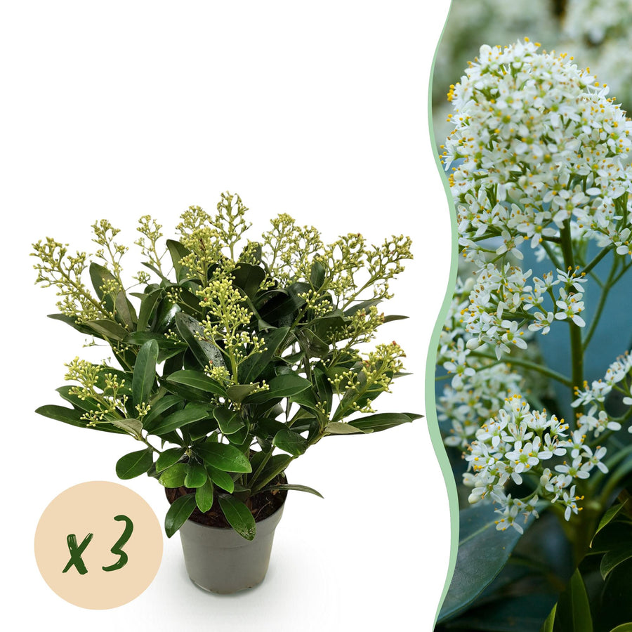 Pack of 3 Skimmia japonica 'Finchy' plants in 15cm pots, 30cm tall