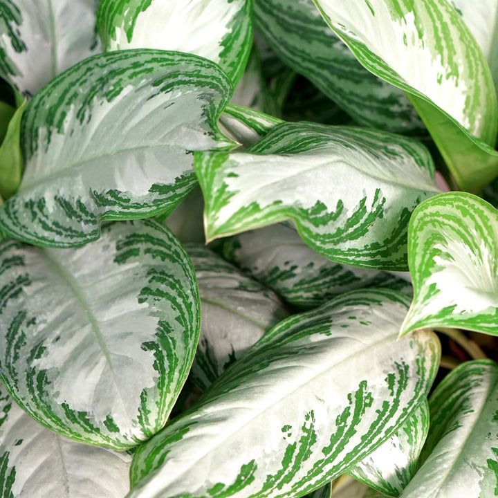 Aglaonema 'Silver Bay' (Aglaonema 'Silver Bay'), detail view 4