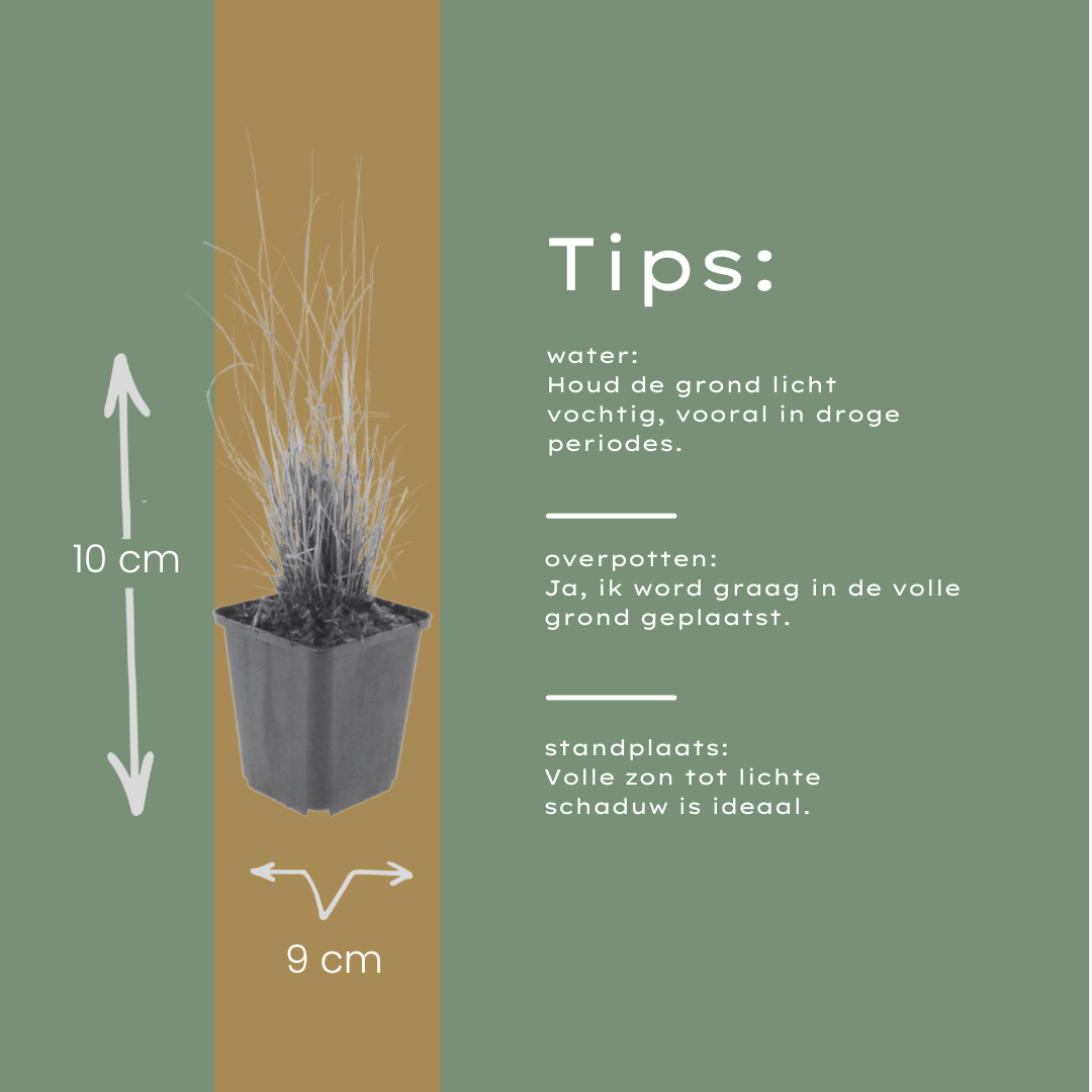 24x Calamagrostis brachytricha - ↕10-25cm - Ø9cm