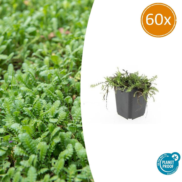 Leptinella Squalida Brass Buttons - Shade Groundcover Plants