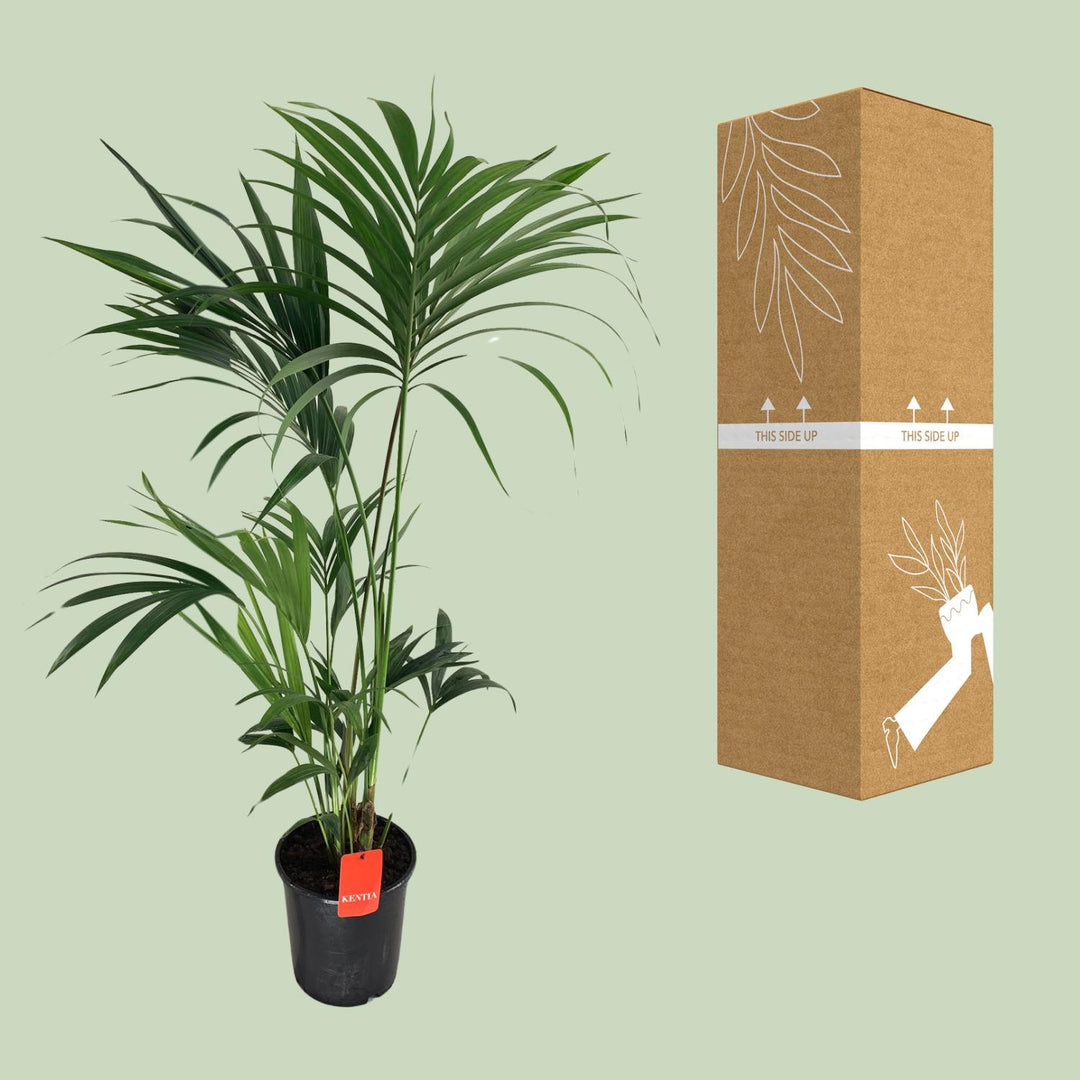 Kentia Palm Howea Forsteriana 130cm - Low Light Indoor Plant