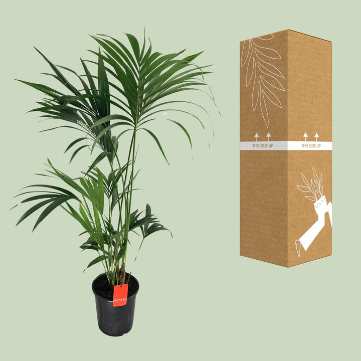 Kentia Palm Howea Forsteriana 130cm - Low Light Indoor Plant