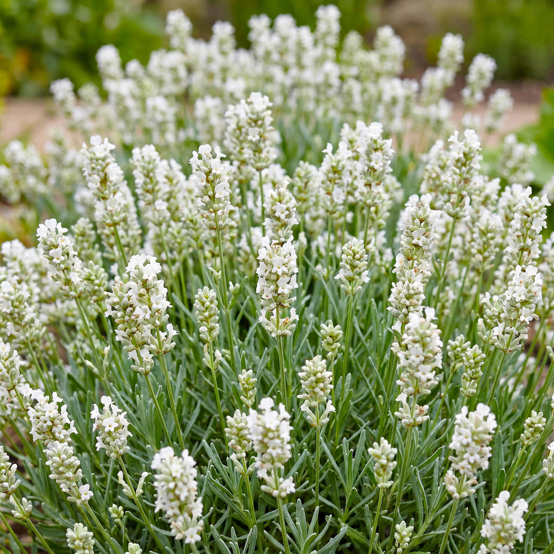 Lavandula angustifolia 'Edelweiss' white lavender, pack of 24 plants in 11cm pots - view 5