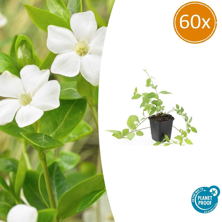 60x Vinca major 'Alba' White Periwinkle - Evergreen Ground Cover