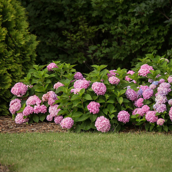 48 Hydrangea macrophylla Endless Summer Original Pink plants in 14cm pots - view 3