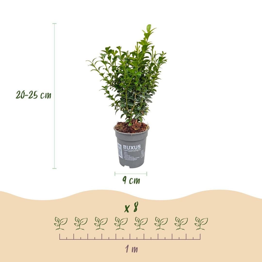 8x Buxus sempervirens boxwood hedging plants in 9cm pots - view 4