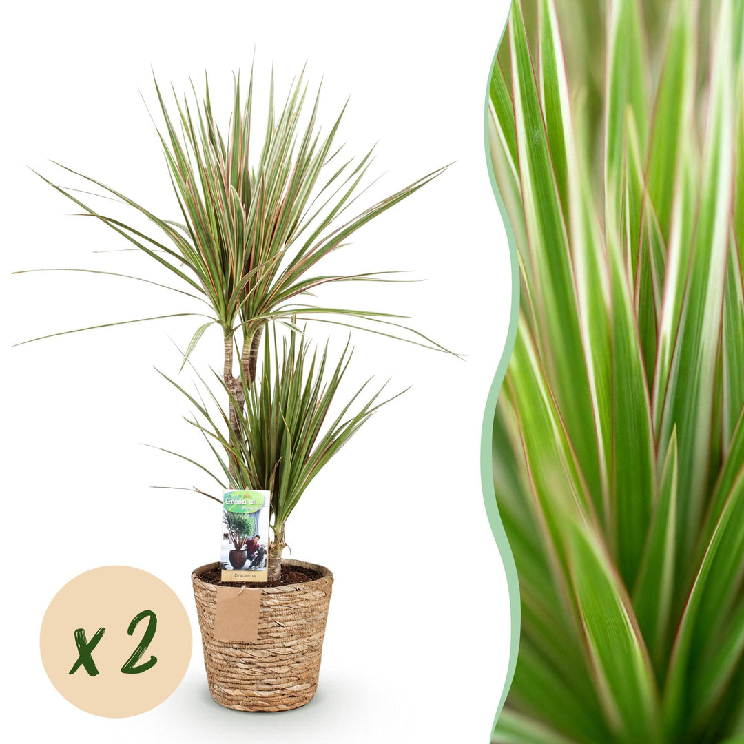 Dracaena Sunray with slim green and yellow striped leaves in a woven seagrass basket