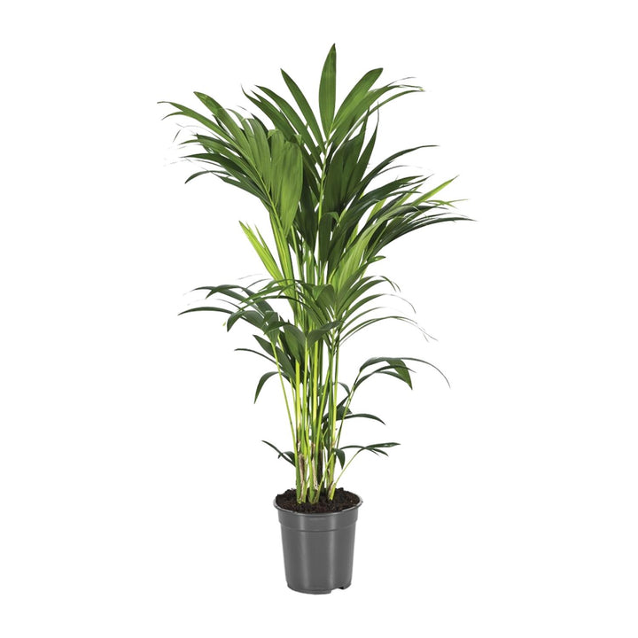 Kentia Palm Howea Forsteriana 100cm - Air Purifying Indoor Plant