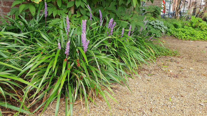 24x Liriope muscari 'Ingwersen' Lily Turf - Clumping Border Plants 9cm