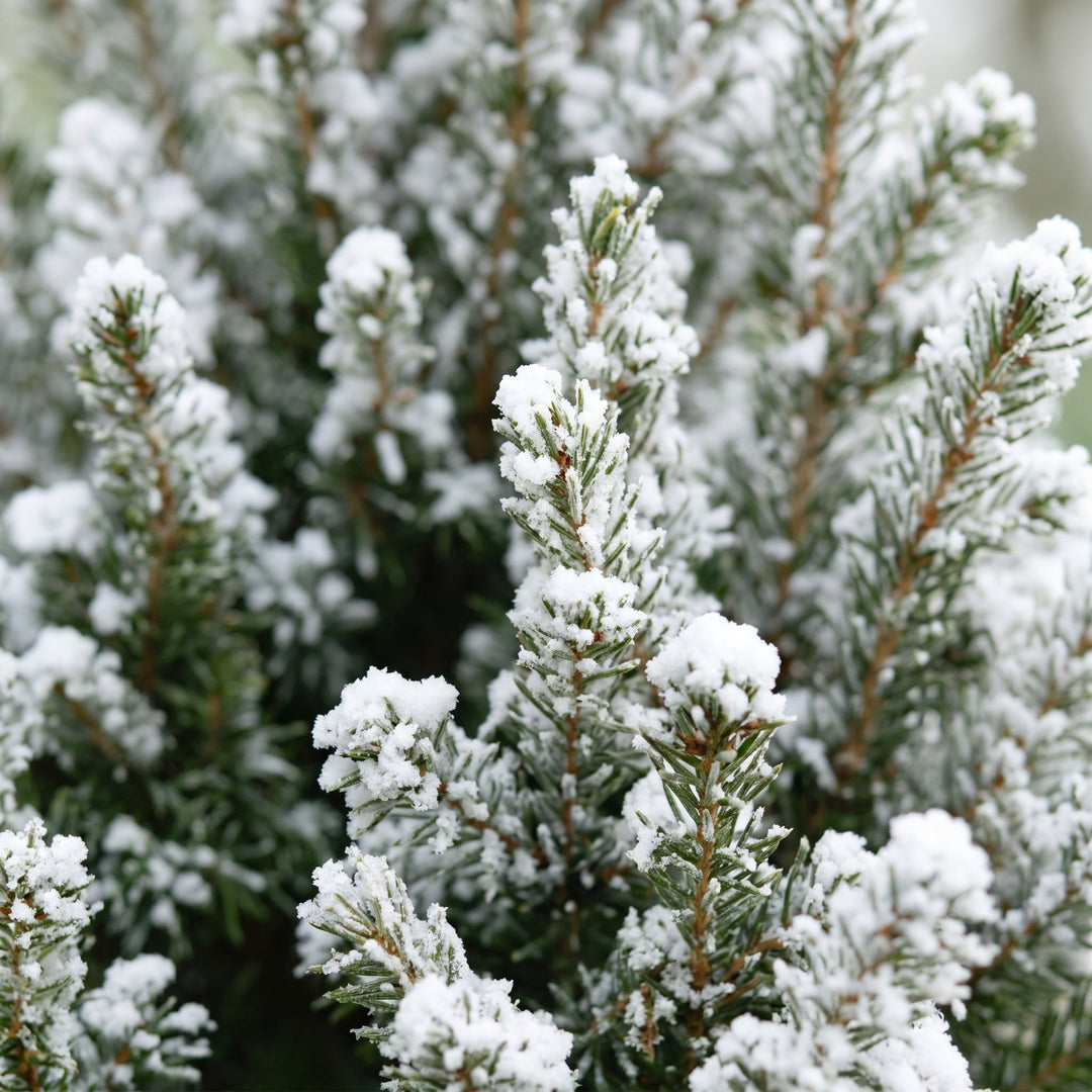 Pack of 4 potted snow-flocked dwarf spruce Christmas trees, 65cm in 17cm pots with a jute bag - view 4