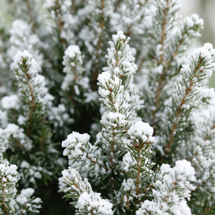 Pack of 4 potted snow-flocked dwarf spruce Christmas trees, 65cm in 17cm pots with a jute bag - view 4