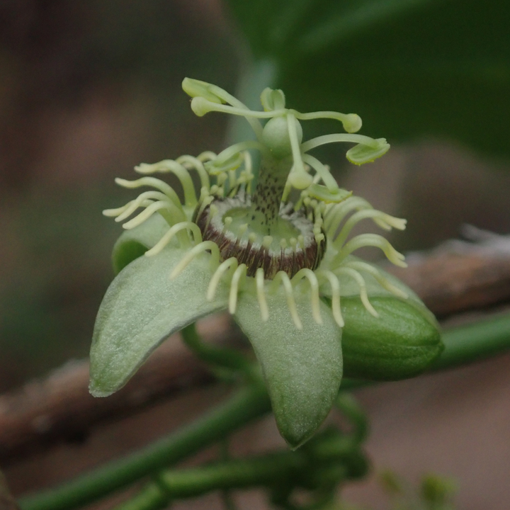 White passion flower (Passiflora caerulea 'Constance Elliott'), view 4