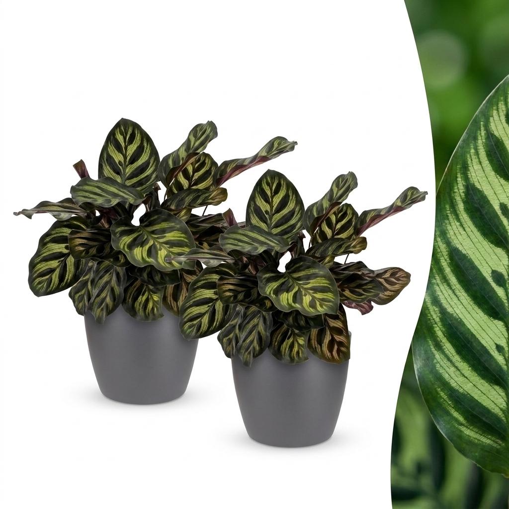 Calathea Makoyana - Peacock Plant - 2 Plants - with Potter Grijs - Pot 12cm - Height 25cm