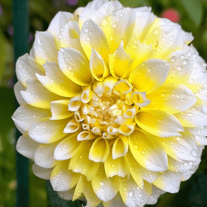 Flowerbulbs Amsterdam - 12 dahlia seattle tubers for 2 m², large flowered appearance