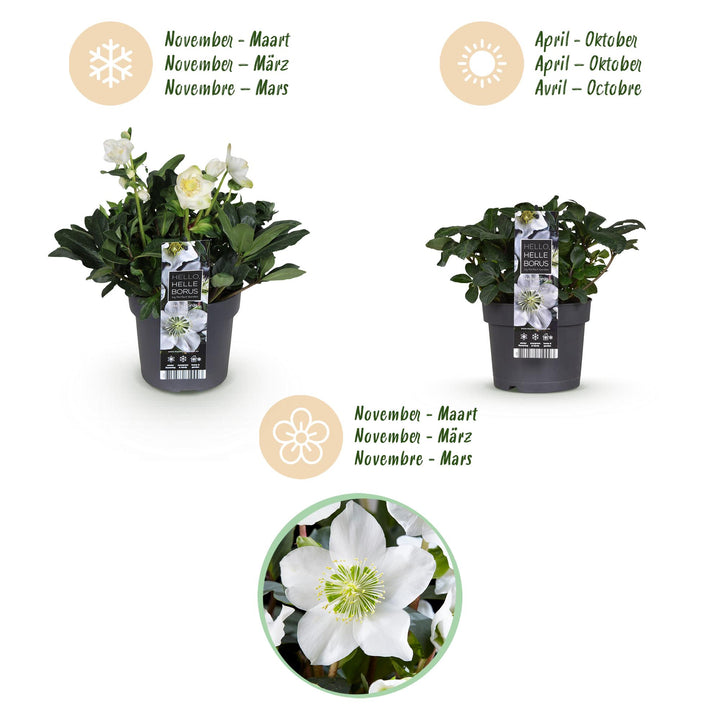 2x Helleborus niger 'Christmas Carol' Christmas Rose in 17cm pots - view 9