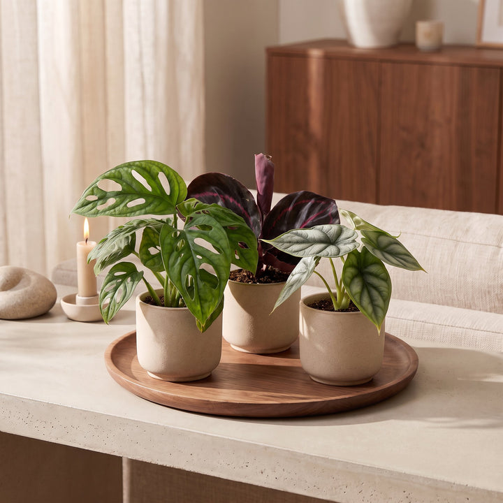 Baby Jungle Mix, pack of 3 tropical houseplants in growing pots, image 3