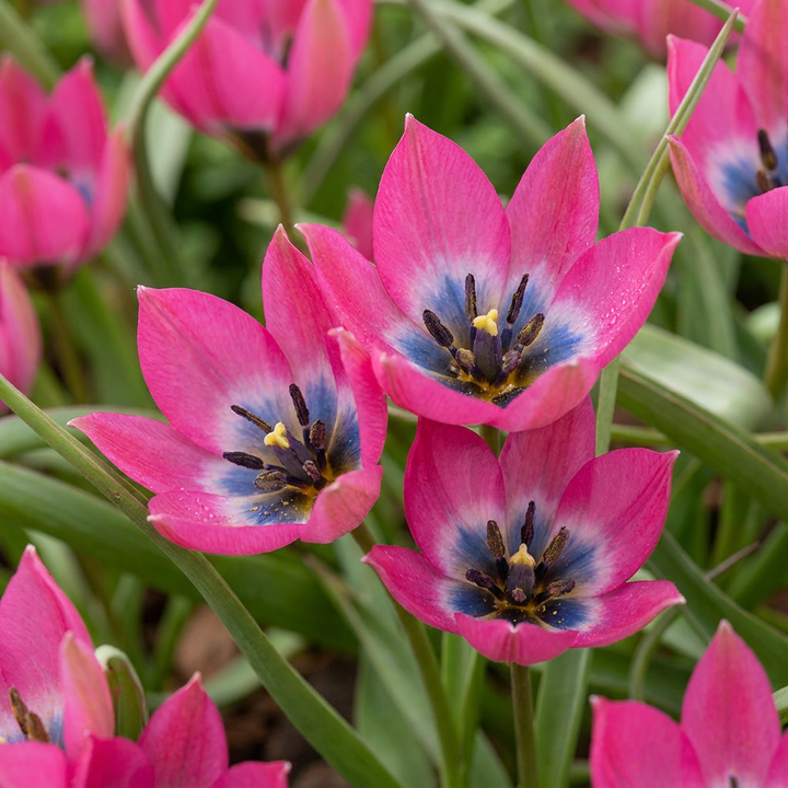 200x Tulipa Little Beauty - Tulipe Little Beauty - Rose - Floraison printanière - Calibre 6/+