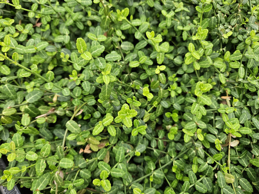 48x Euonymus fortunei 'Minimus' - Compact Evergreen Ground Cover - 10-25cm alternative angle showing habit and leaf structure