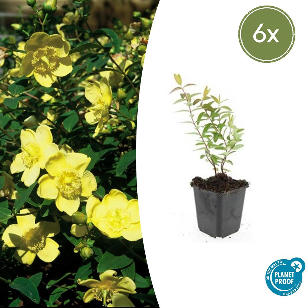 Healthy foliage and strong roots close-up of 6x Hypericum 'Hidcote' - ↕10-25cm - Ø9cm