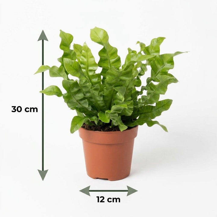 Asplenium Crispy Wave - Crispy Wave Fern - 2 Plants - with Basket - Pot 12cm - Height - 30cm