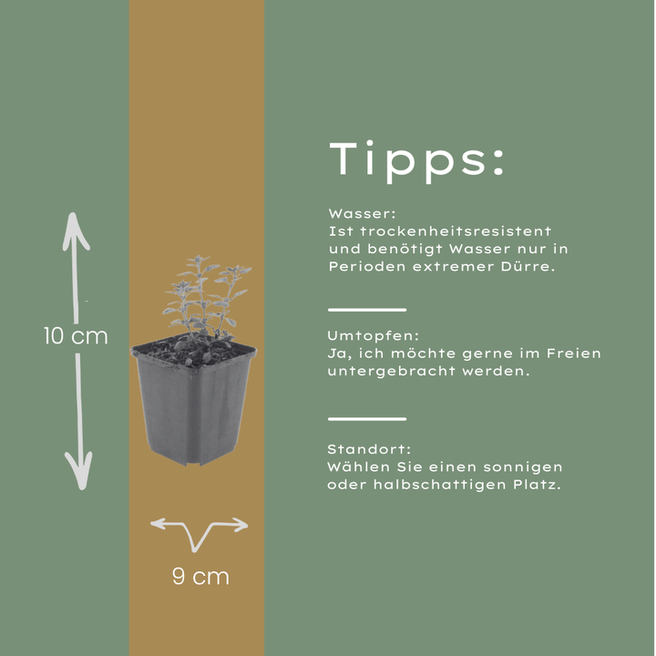 48x Teucrium lucidrys - ↕10-25cm - Ø9cm