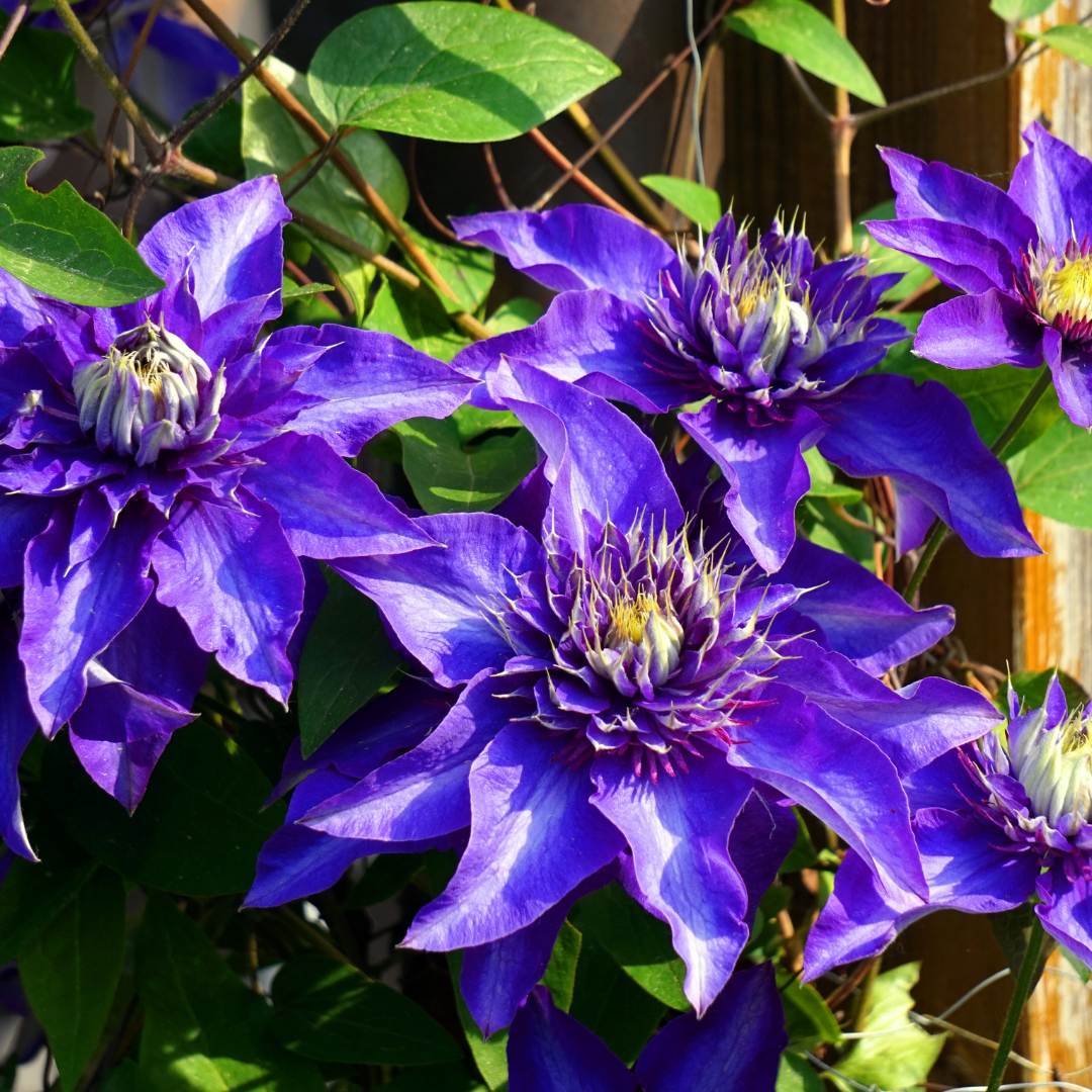 6x Clematis ‘Multi Blue’ – P9 Pot – Unique Blue Flowering Climbing Plant