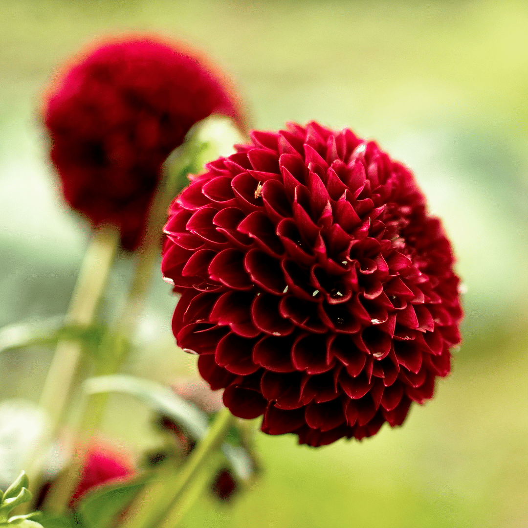 Flowerbulbs Amsterdam - Mix Gerard's Darlings, 12 Dahlia Natal & 12 Dahlia Blue Bell tubers for 4 m²