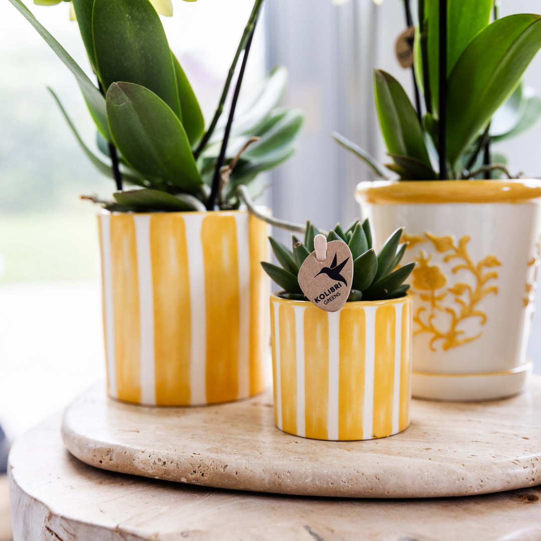 Yellow Phalaenopsis orchid in painted stripe pot with succulent on white organic tray by Everspring