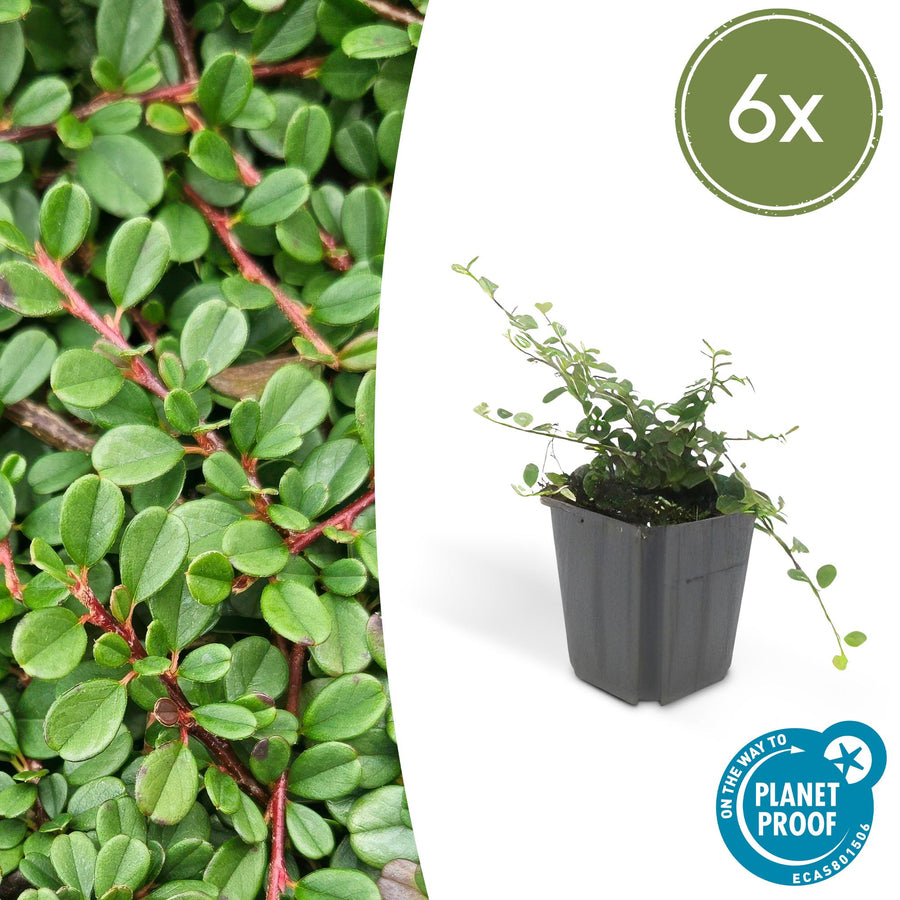 6x Cotoneaster pr. 'Streib's Findling' - ↕10-25cm - Ø9cm — low-growing glossy evergreen ground cover