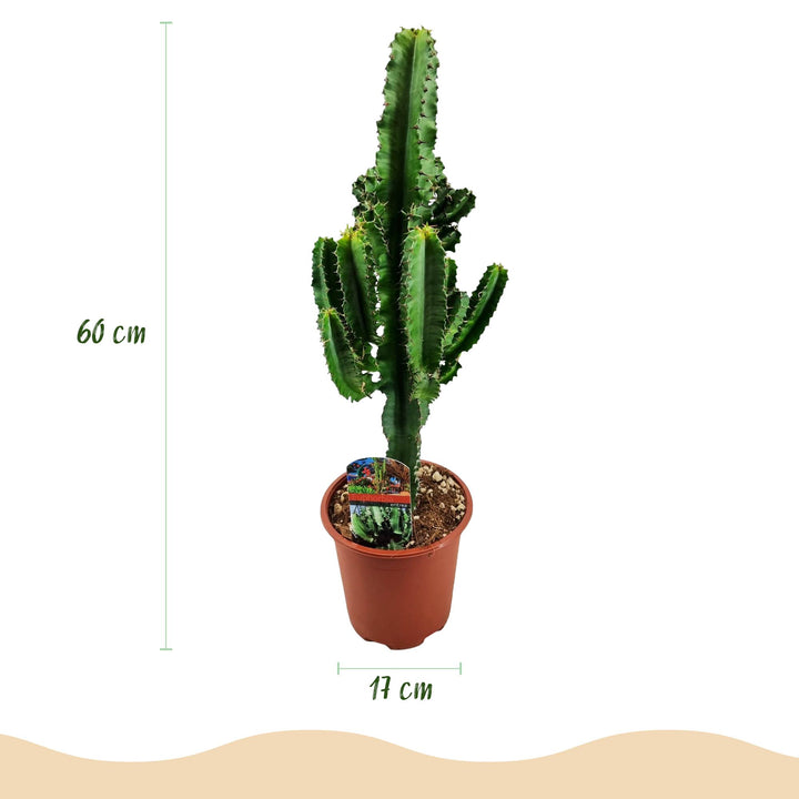 African Milk Bush (Euphorbia eritrea), detail view 2