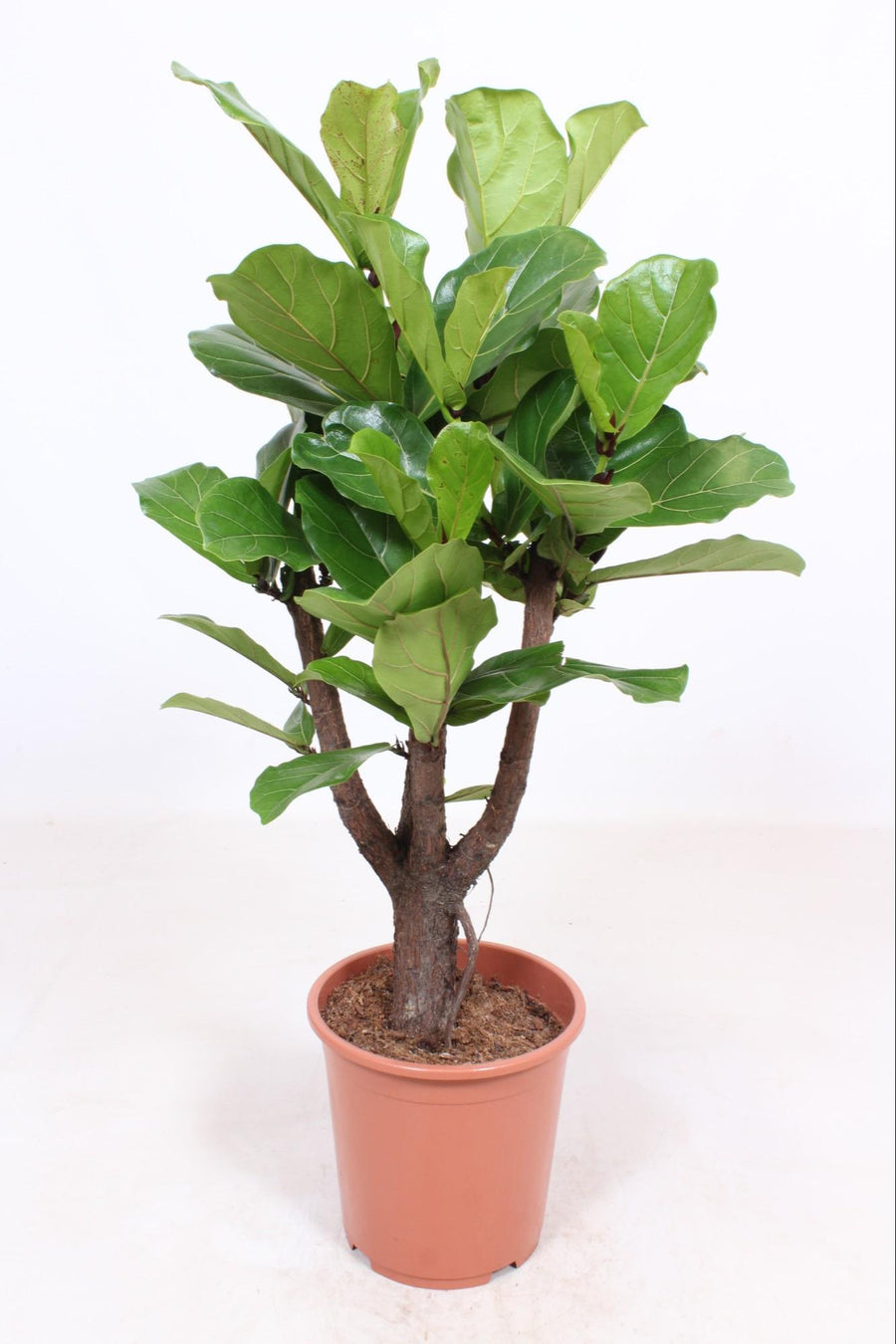 Fiddle leaf fig with branching brown stems and broad green leaves in terracotta pot, approximately 120cm tall
