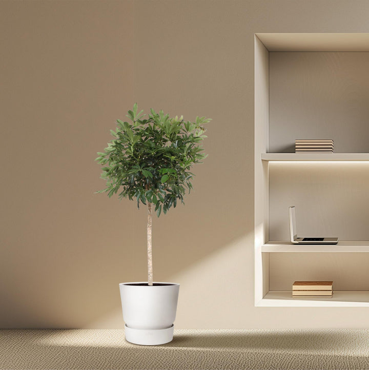 Schefflera Arboricola (Umbrella Tree) - Glossy Green Houseplant