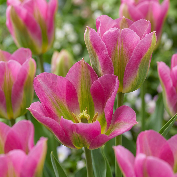 96x Tulipa Strawberry Lemonade - Tulipe Strawberry Lemonade - Divers - Floraison printanière - Calibre 11/12