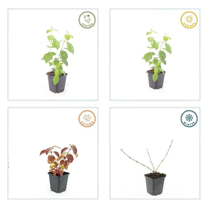 48x Cornus Midwinter Fire Dogwood - 9cm Pot - Fiery Winter Stems