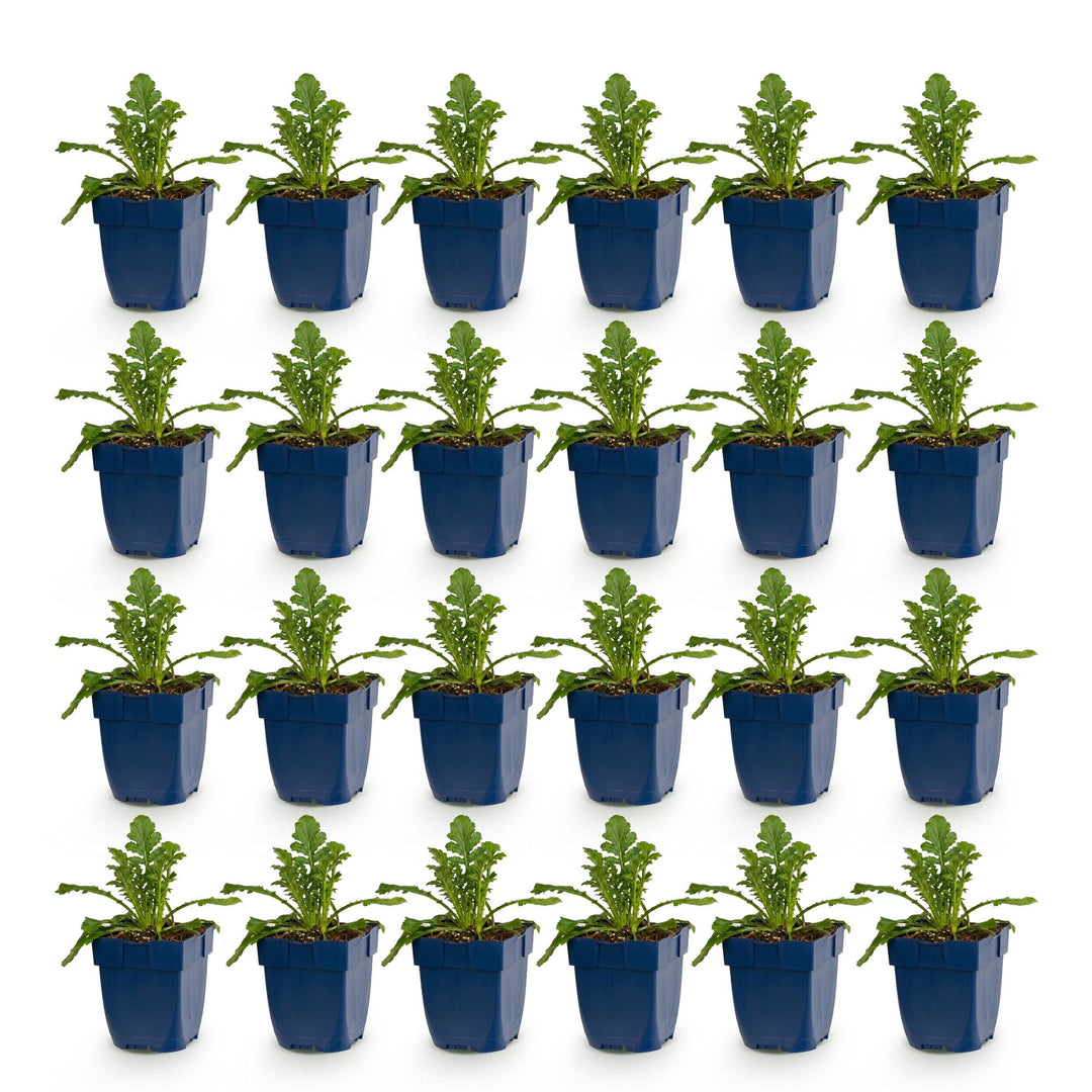 24 Scabiosa columbaria 'Butterfly Blue' pincushion flower plants, 15-25cm - view 2
