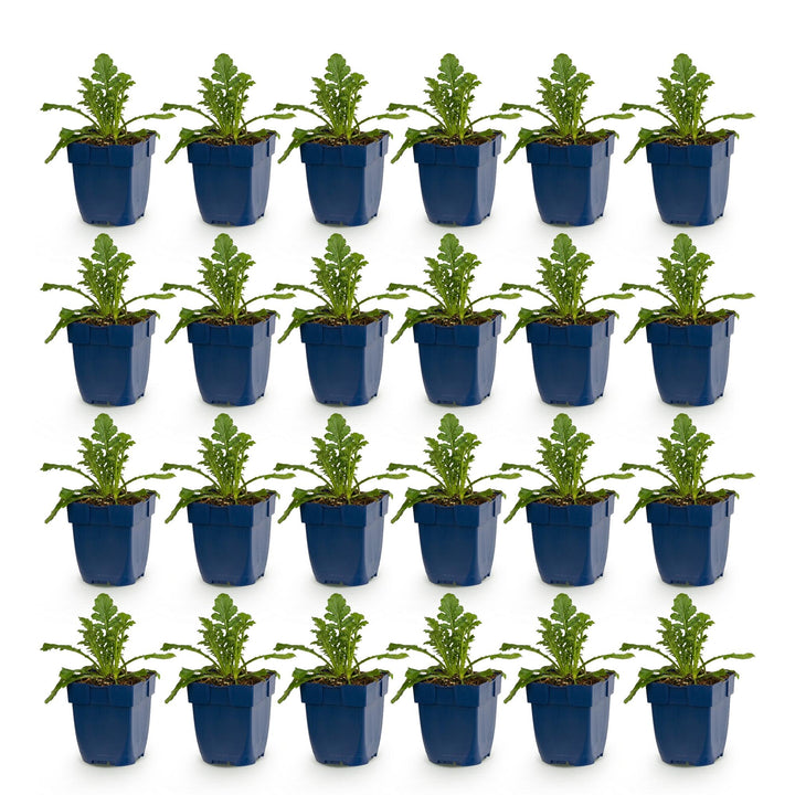 24 Scabiosa columbaria 'Butterfly Blue' pincushion flower plants, 15-25cm - view 2