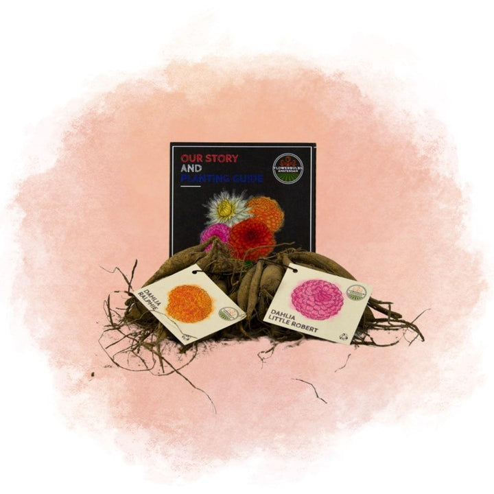 Flowerbulbs Amsterdam - Mix Pompon Splash, 12 Dahlia Little Robert & 12 Dahlia Ralphie tubers for 4 m²