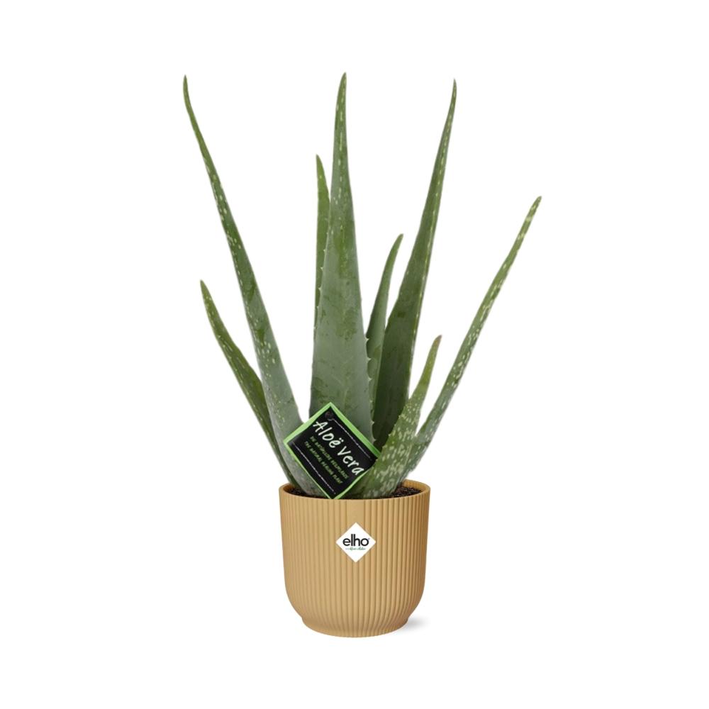 Aloe Vera Plant 12cm - Indoor Succulent with Healing Gel & Air Purifying