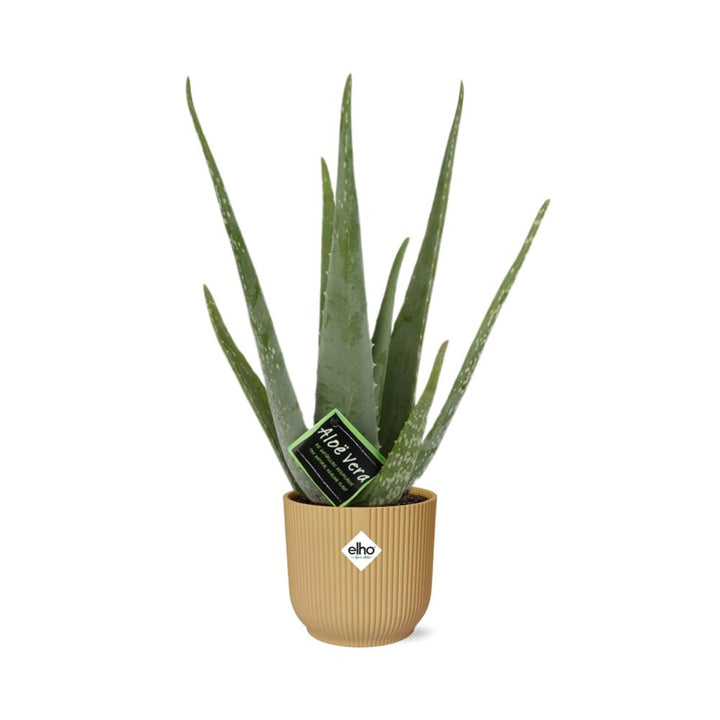 Aloe Vera Plant 12cm - Indoor Succulent with Healing Gel & Air Purifying