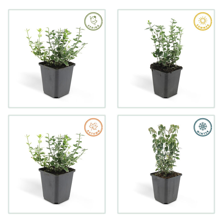 40x Euonymus Emerald Gaiety - Variegated Evergreen - 10-25cm