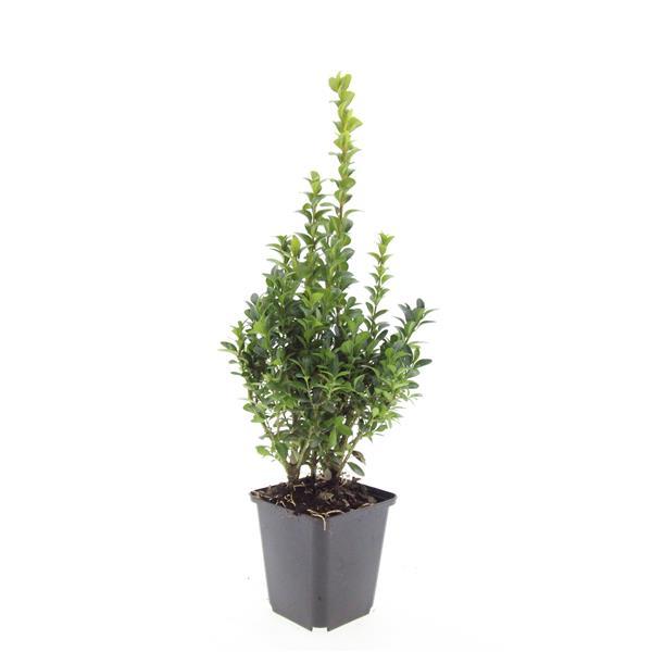 48x Buxus Sempervirens - ↕10-25cm - Ø9cm