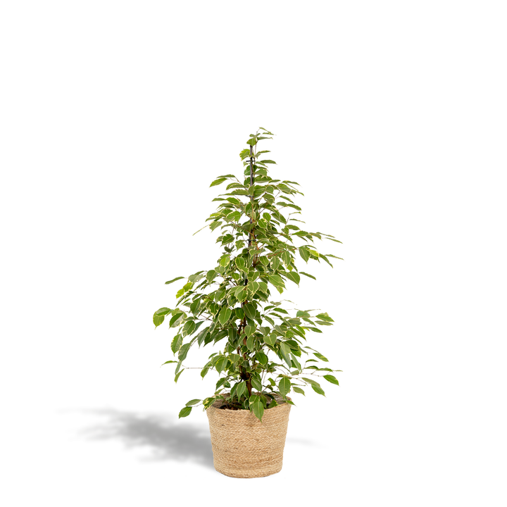 Ficus benjamina Goldenking - Ø21cm - ↕95cm + Basket Selin