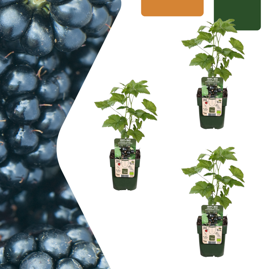 3 Everspring organic blackberry plants in 13 cm pots, 20 cm tall, with lush green leaves and ripe black fruit.