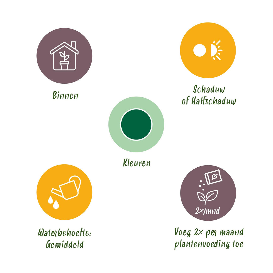 Yucca elephantipes — Lot de 2, Pot Ø17 cm, env. 75 cm