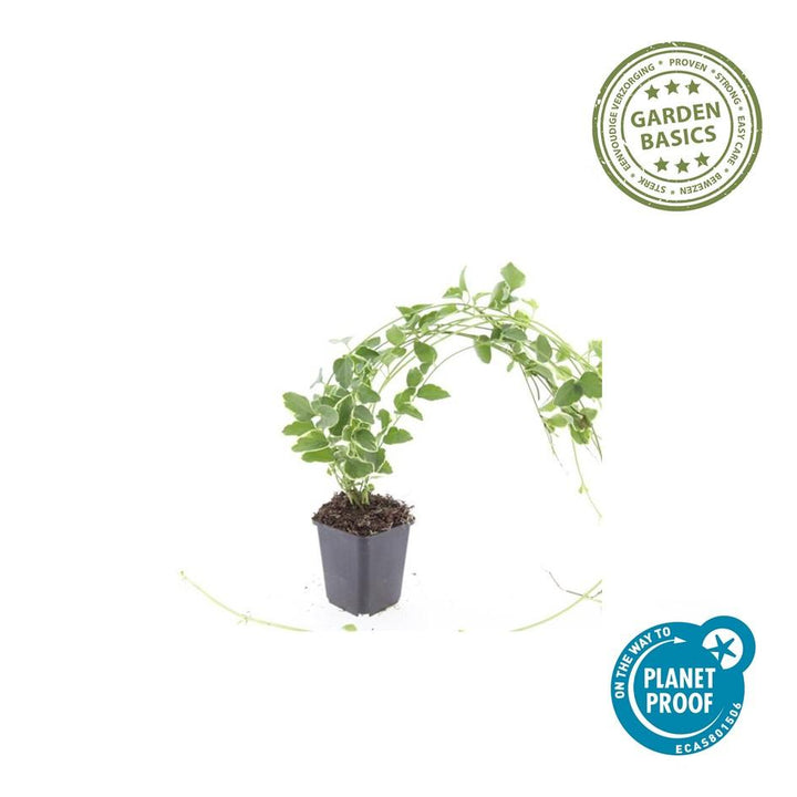 48x Variegated Periwinkle (Vinca major 'Variegata') - 10-25cm - Ø9cm