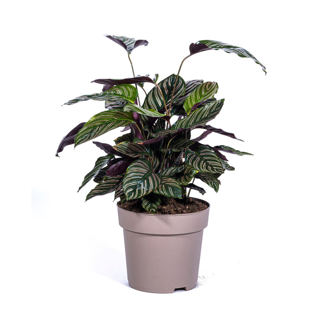 Calathea ornata Sanderiana